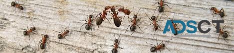 Ant Removal Hobart