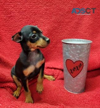 Miniature Pinscher Pups for sale