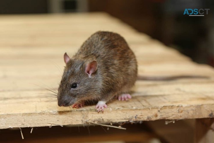 Rat Removal Melbourne