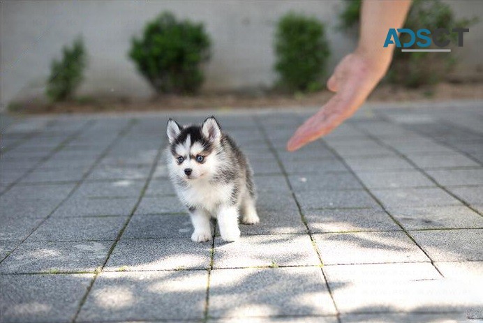 Healthy Pomsky Puppies for sale