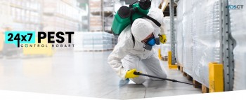 Fleas Pest Control Hobart