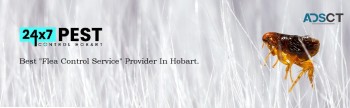 Fleas Pest Control Hobart