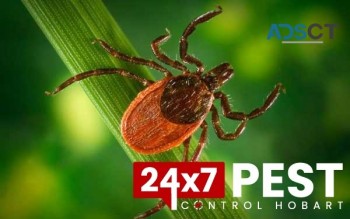 Fleas Pest Control Hobart