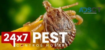 Fleas Pest Control Hobart