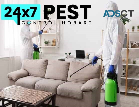 Fleas Pest Control Hobart