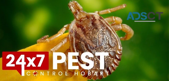 Fleas Pest Control Hobart