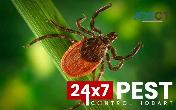 Fleas Pest Control Hobart