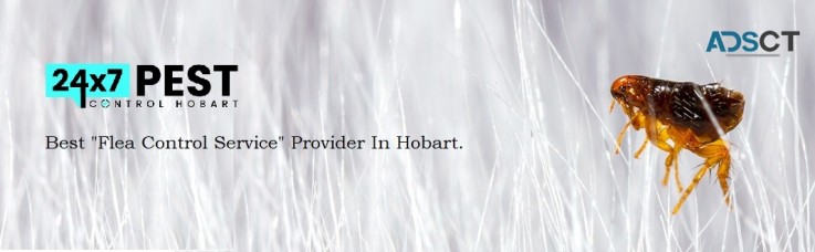 Fleas Pest Control Hobart