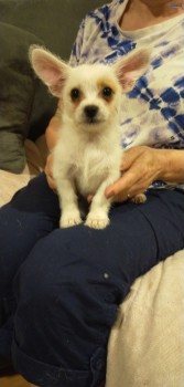 Maltese Cross chihuahua pups 