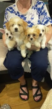 Maltese Cross chihuahua pups 
