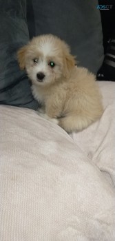 Maltese Cross chihuahua pups 