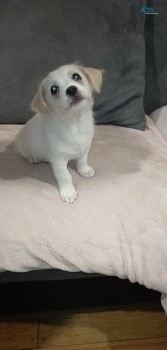 Maltese Cross chihuahua pups 