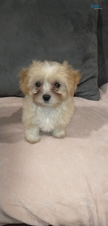 Maltese Cross chihuahua pups 