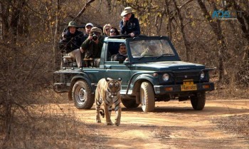 Ranthambore National Park Safari Booking 