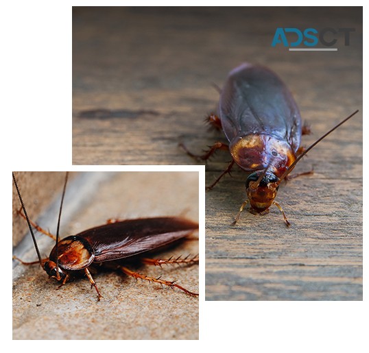 Cockroach Control in Bentleigh