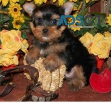 male and female Yorkie puppies for sale