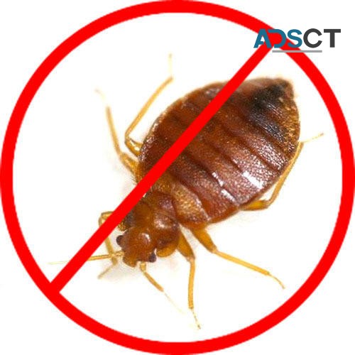 Bed Bug Removal Brisbane