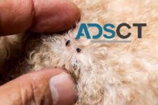 Flea Removal Melbourne