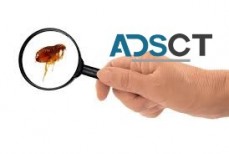Flea Removal Melbourne