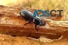 Local Borer Control Melbourne