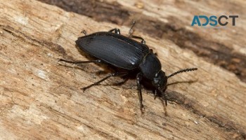 Local Borer Control Melbourne