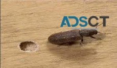 Local Borer Control Melbourne