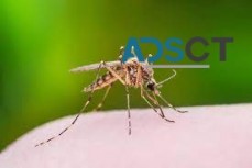 Mosquito Control Perth