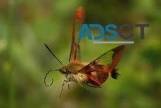 Mosquito Control Perth