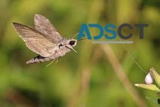 Mosquito Control Perth