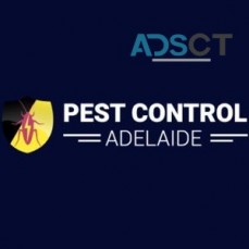 Spider Control Adelaide