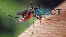 Mosquito Control Sydney
