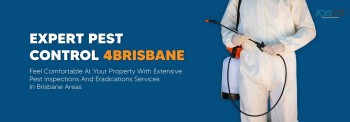 Bee Removal Brisbane