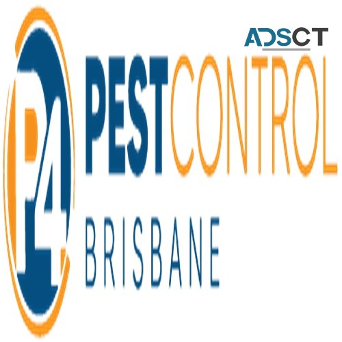 Bee Removal Brisbane