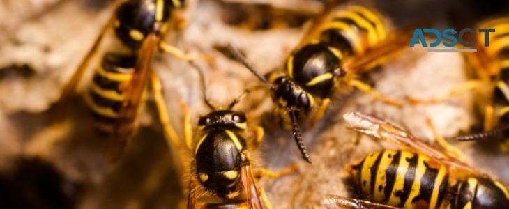 Bee Removal Brisbane
