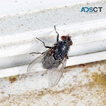 Pest Control Brisbane