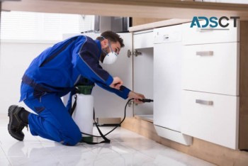 Pest Control Brisbane