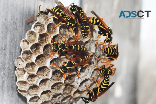 Pest Control Brisbane