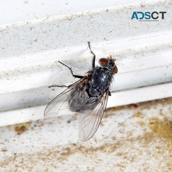 Pest Control Brisbane