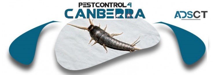 Silverfish Control Canberra