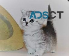 Munchkin Kittens for sale 
