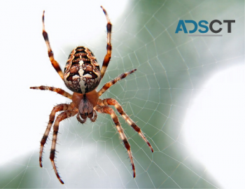 Pest Control Canberra