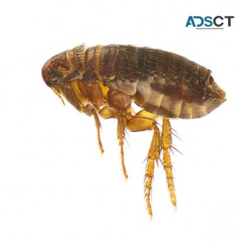 Pest Control Canberra