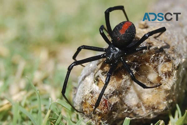 Pest Control Canberra