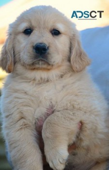 Golden Retriever puppies