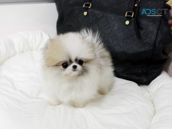 Cute teacup Pomeranian puppies available