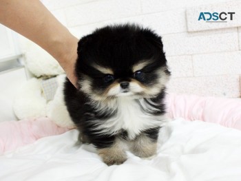 Cute teacup Pomeranian puppies available