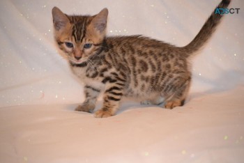 Bengal Kittens Available 
