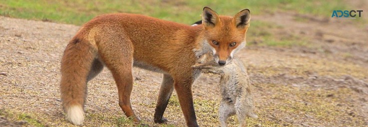 Fox Pest Control Melbourne