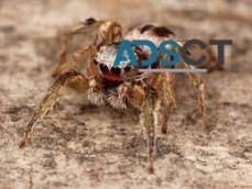 Best Spider Control Canberra
