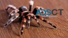 Best Spider Control Canberra
